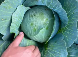 Зображення для оголошення Продам капусту