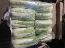 Зображення для оголошення Продам пекінську капусту