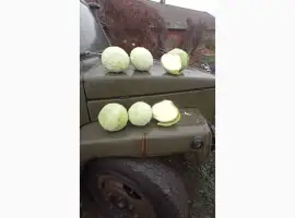 Зображення для оголошення Продам капусту. Агресор