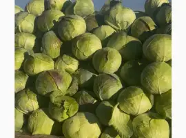 Зображення для оголошення Продам капусту з поля Терміново сорт агресор