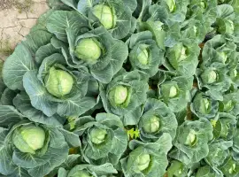 Зображення для оголошення Продам Білокачанну капусту
