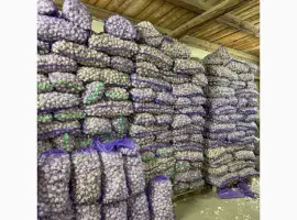 Зображення для оголошення Продам часник 3+/чеснок/товарний/на посадку/продам тону часнику