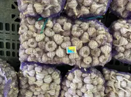 Зображення для оголошення Продам часник озимий на посадку