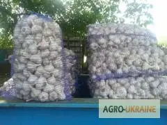 Зображення для оголошення Продам часник для посадки