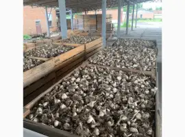 Зображення для оголошення Продаж часнику