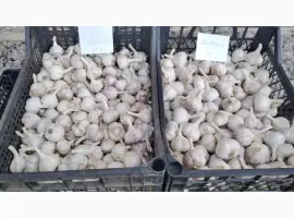Зображення для оголошення Продам часник Любаша
