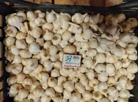 Зображення для оголошення Продам чеснок ярый