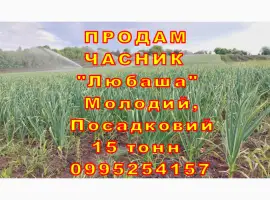 Зображення для оголошення 15 тонн ПРОДАМ ЧАСНИК Любаша Молодий Посадковий Товарний Озимий Чеснок Garlic