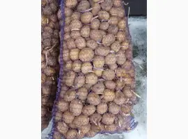 Зображення для оголошення Продам насіннєву картоплю сорт Рів'єра