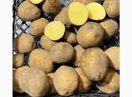 Зображення для оголошення Продам насіннєву посадкову картоплю сорту Рівʼєра. 1 і 2 репродукція