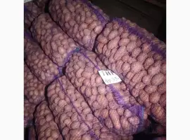 Зображення для оголошення Продам картоплю насіннєву сорт Тирас оптом від 10 тонн