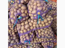 Зображення для оголошення Продам семенной картофель Аризона и Ривьера