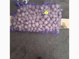 Зображення для оголошення Рів’єра насіннєва картопля 1-2 репродукція