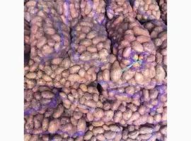 Зображення для оголошення Продам картоплю від фермерів та постачальників з 10 тонн