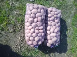 Зображення для оголошення Продам картоплю сорту Бела Роса