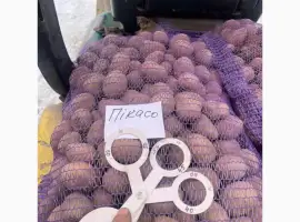 Зображення для оголошення Продам насіннєву картоплю сорту Пікасо. Крупний опт від 10 тонн. 2 репродукція