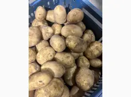 Зображення для оголошення Продам картоплю найвищої якості і тривалого зберігання. Опт.З ПДВ