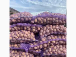 Зображення для оголошення Закупівля товарної картоплі від фермерів