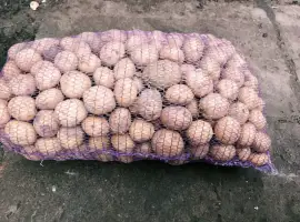 Зображення для оголошення Продам картоплю Рив'єра посадкову 2 га репродукція