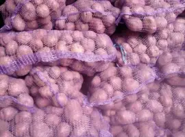 Зображення для оголошення Продам оптом насіннєву картоплю сорт Мелоді з Чернігівської області