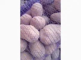Зображення для оголошення Продам Картоплю Сорт Бела роса. Коріна