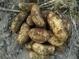 Зображення для оголошення Киранда ранний картофель посадочный