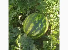 Зображення для оголошення Продам кавун сорт талісман