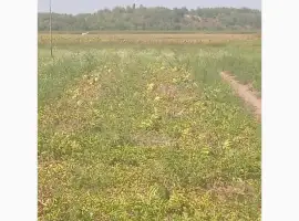 Зображення для оголошення Продам кавун