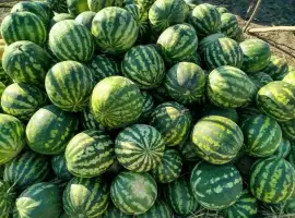 Зображення для оголошення Продаємо кавун сорт АУ Продюсер