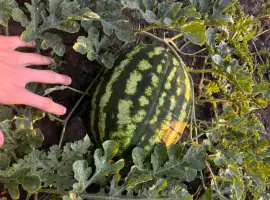 Зображення для оголошення Продам кавун сорт Продюсер