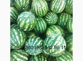 Зображення для оголошення Продам кавун