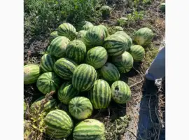 Зображення для оголошення Продам Кавун