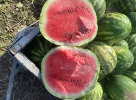Зображення для оголошення Продам кавун Ау продюсер