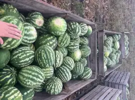 Зображення для оголошення Продам Продюссер 4-11 кг