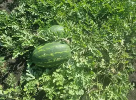 Зображення для оголошення Продаємо кавун