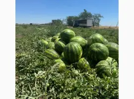 Зображення для оголошення Продам кавун