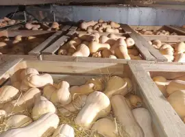 Зображення для оголошення Продам тыкву Матильда качество высокое