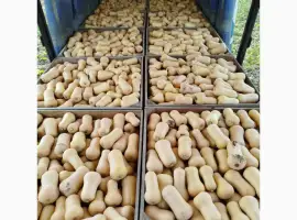 Зображення для оголошення Продам тыкву Баттернат есть объём