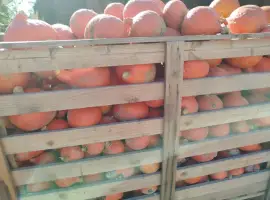 Зображення для оголошення Продам гарбуз Хоккайдо