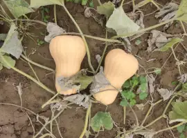 Зображення для оголошення Гарбуз Матильда на переробку