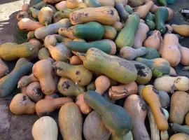 Зображення для оголошення Продам гарбуз