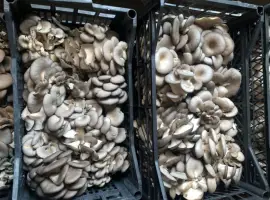 Зображення для оголошення Продам гриб глива