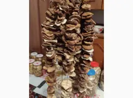 Зображення для оголошення Шапочки білих грибів