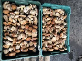 Зображення для оголошення Продам заморожений гриб