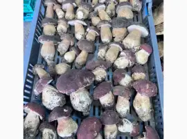 Зображення для оголошення Куплю білий гриб
