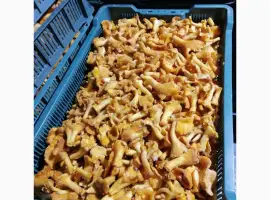 Зображення для оголошення Продам гриб лисичку бланшовану заморожену