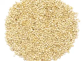 Зображення для оголошення Закупим сорго белое EXPORT