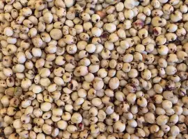 Зображення для оголошення Куплю Сорго