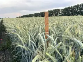 Зображення для оголошення Тритикале озиме Велетень
