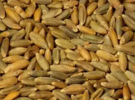 Зображення для оголошення Куплю Жито